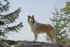 lassie-regresa-a-la-pantalla-grande1.jpg