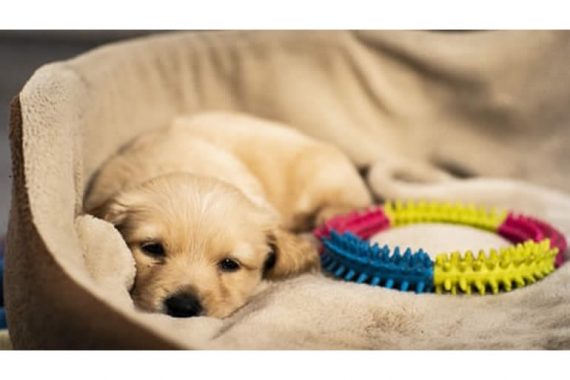 tips-para-detectar-la-buena-salud-de-tu-mascota-01.jpg