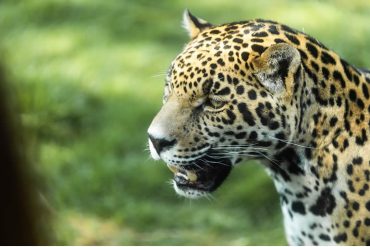ferrero-de-mexico-y-reino-animal-estrenan-el-area-de-crianza-salvaje-en-refugio-jaguar-