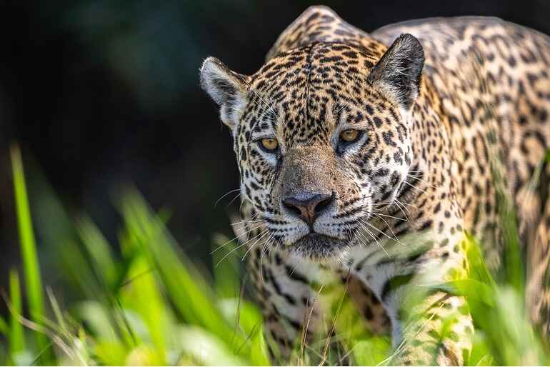 el-impacto-socioeconomico-de-los-habitats-del-jaguar-en-latinoamerica1.jpg