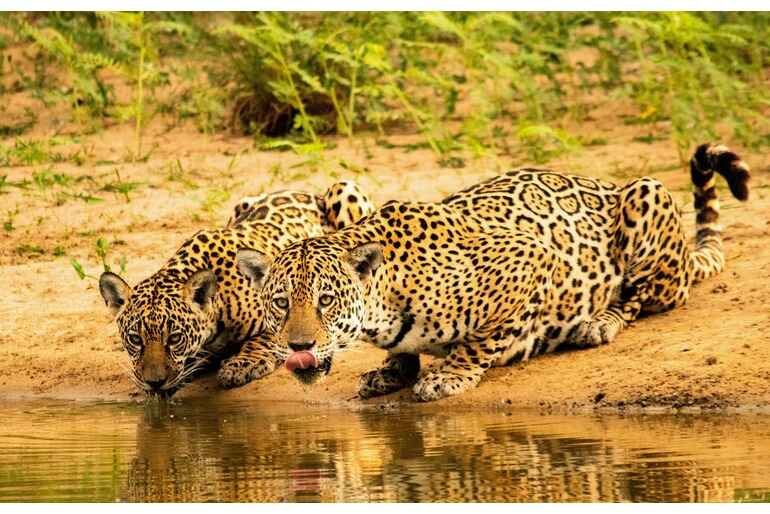 el-impacto-socioeconomico-de-los-habitats-del-jaguar-en-latinoamerica2.jpg