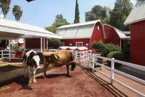 la-nueva-granja-las-americas-llega-con-increibles-atracciones-para-toda-la-familia2.jpg