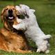 las-heridas-en-perros-requieren-atencion-inmediata-4.jpg