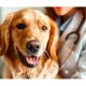 las-heridas-en-perros-requieren-atencion-inmediata3.jpg