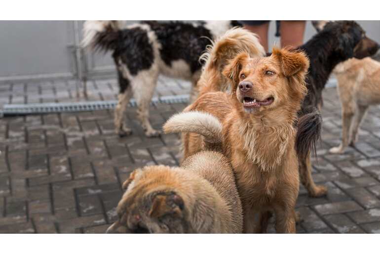 mexico-sin-rabia-la-vacunación-de-perros-y-gatos-sigue-siendo-clave-para-la-prevencion-2.jpg